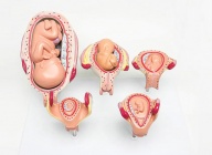 人体胚胎发育模型（5阶段）
