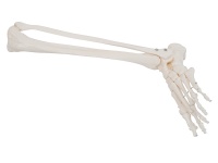 足骨、腓骨和胫骨模型