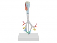 喉与气管、支气管树模型（3部件）