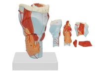 喉软骨及喉肌解剖放大模型
