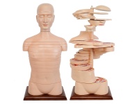 人体躯干横断断层解剖模型（24片）