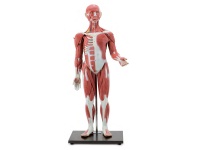 人体全身肌肉附内脏器官模型（30部件85CM）