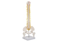 缩小脊柱带骨盆与半腿骨模型