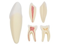 人体牙齿解剖放大模型（切牙、尖牙、磨牙模型）