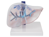 透明肝脏段模型