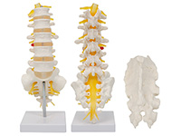 腰骶椎与脊神经模型（骶骨可打开）