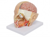 头部解剖模型（颅脑矢状窦解剖模型）