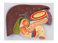 肝、胆、胰、十二指肠、胃切面模型