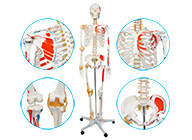 人体骨骼附半边肌肉着色附韧带模型