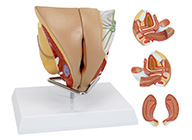 女性生殖器官结构模型