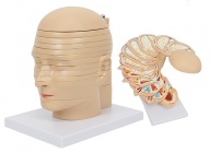 人体头颈部横断断层解剖模型（12片）