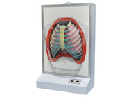 人体呼吸运动电动模型（电动呼吸系统模型）