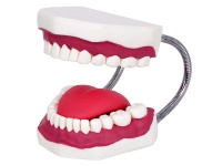 成人牙模型（32颗牙）