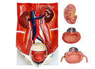 泌尿系统模型（泌尿系统附腹后壁模型）