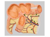 阑尾和盲肠解剖模型