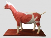 羊解剖模型