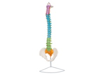 彩色脊椎模型（脊柱模型）