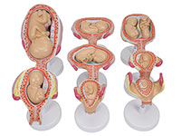 胎儿发育过程模型（宫内发育示教模型）