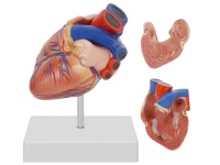儿童心脏解剖放大模型