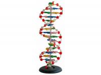 DNA双螺旋结构模型