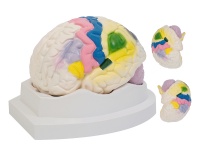 大脑皮质功能定位模型