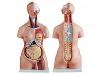 人体内脏器官模型 三性躯干模型21件85CM