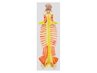 椎管内部脊髓神经模型（脑脊髓与周围神经解剖模型）