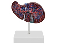 肝解剖模型（肝与胆囊模型）