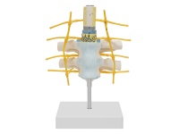 脊髓与椎骨关系模型