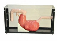胃镜与ERCP训练模型