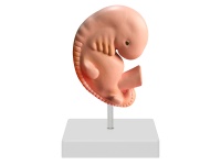 4周胚胎放大模型