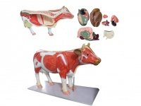 牛解剖模型