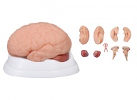 大脑解剖模型（9部件）