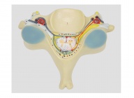 脊髓横断模型（第五颈椎附脊髓和脊神经放大模型）