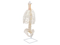 胸廓骨骼结构模型