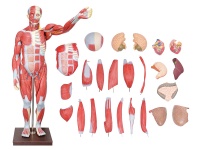 人体全身肌肉解剖附内脏器官模型（27部件170CM）