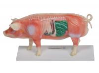 猪体针灸模型