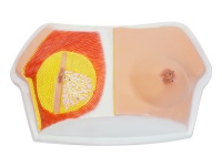 乳房解剖模型