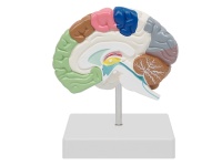 大脑剖面模型（右半脑模型）