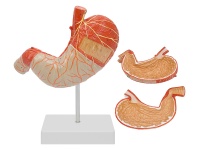 胃肌解剖放大模型