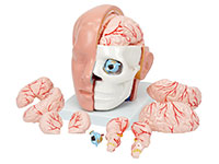 头解剖附脑动脉模型