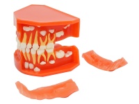 三岁乳恒牙交替解剖模型