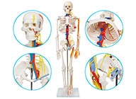 人体骨骼带神经与血管（心脏）模型