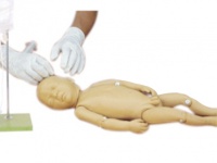 新生婴儿头皮静脉注射全身模型