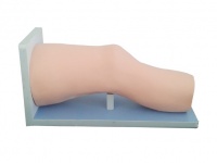 膝关节腔内注射操作模型