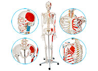 人体骨骼附肌肉起止点着色模型（带数字标识）