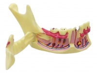 下颌骨解剖分解模型