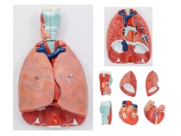 喉、心、肺解剖模型（带数字标识）