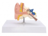 耳解剖模型（自然大，1部件）