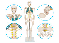 人体骨骼带神经模型